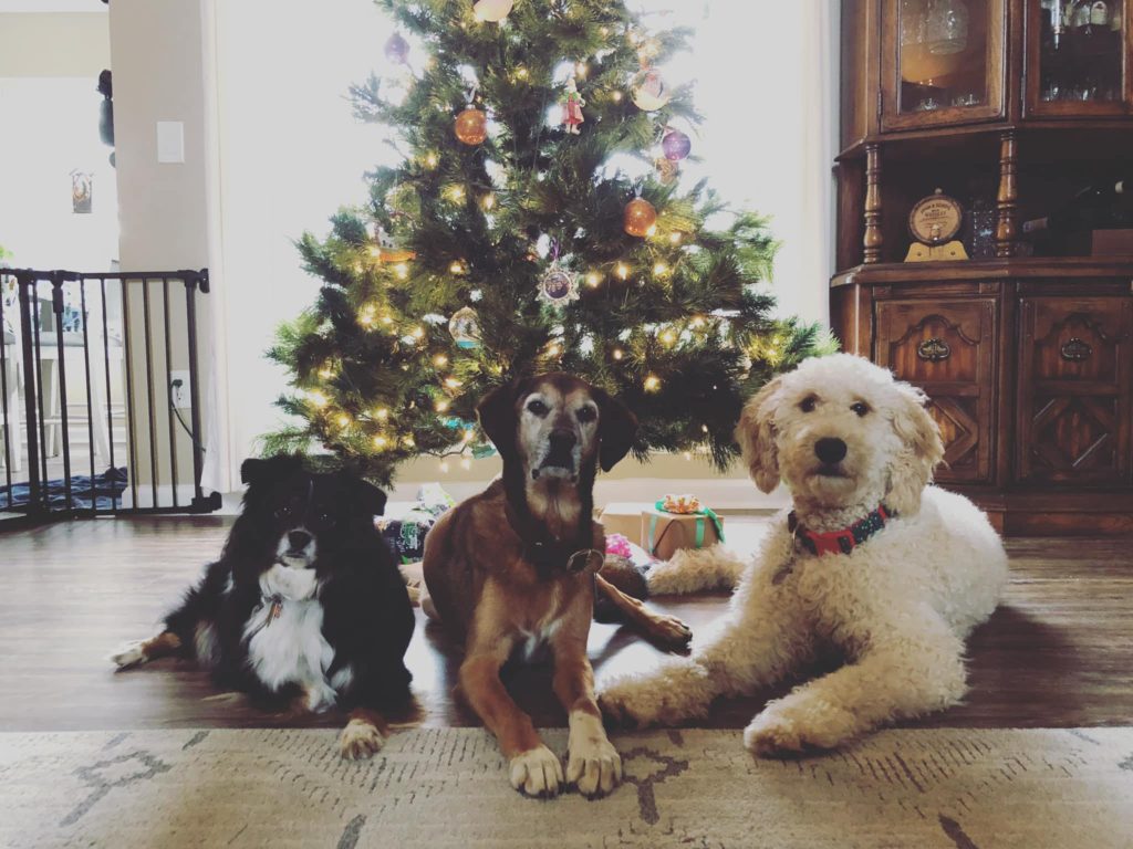 3 dogs under a Christmas tree